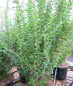 Preview: Ligustrum sinense Eugenie Clive 1